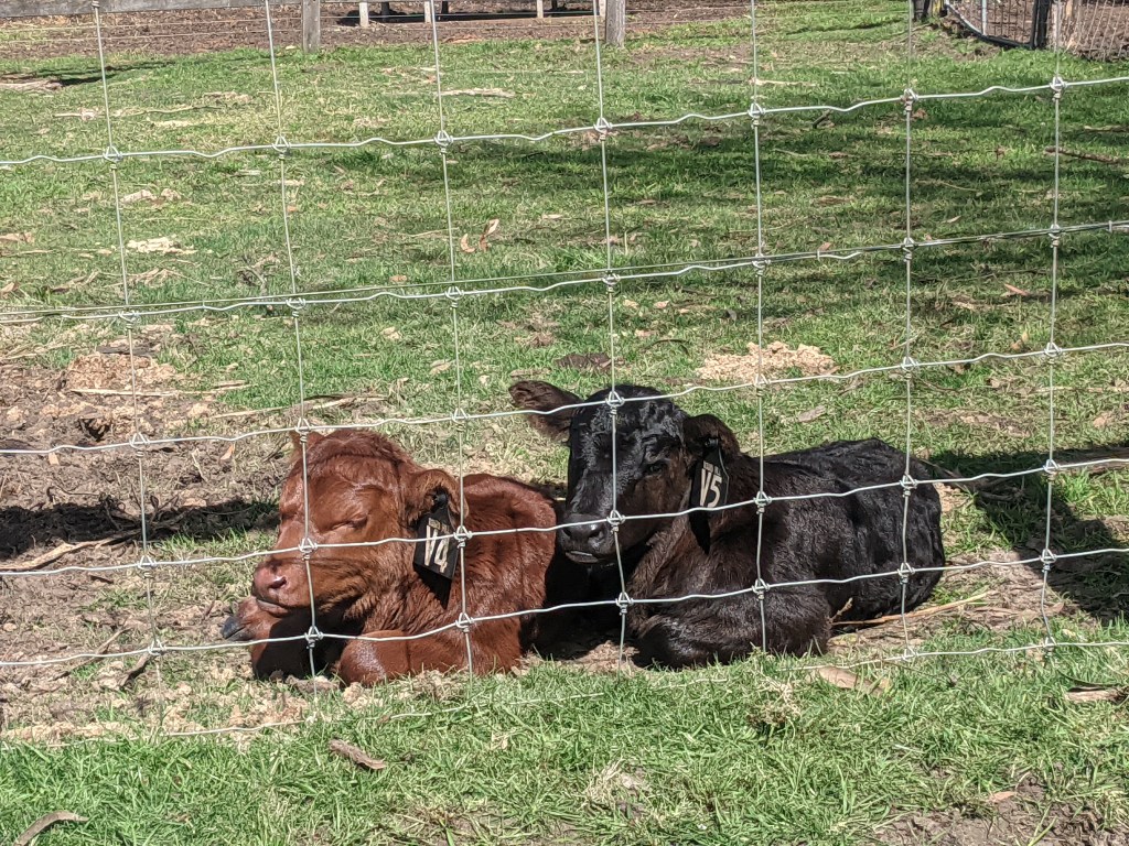 Twin calves- be prepared for a surprise