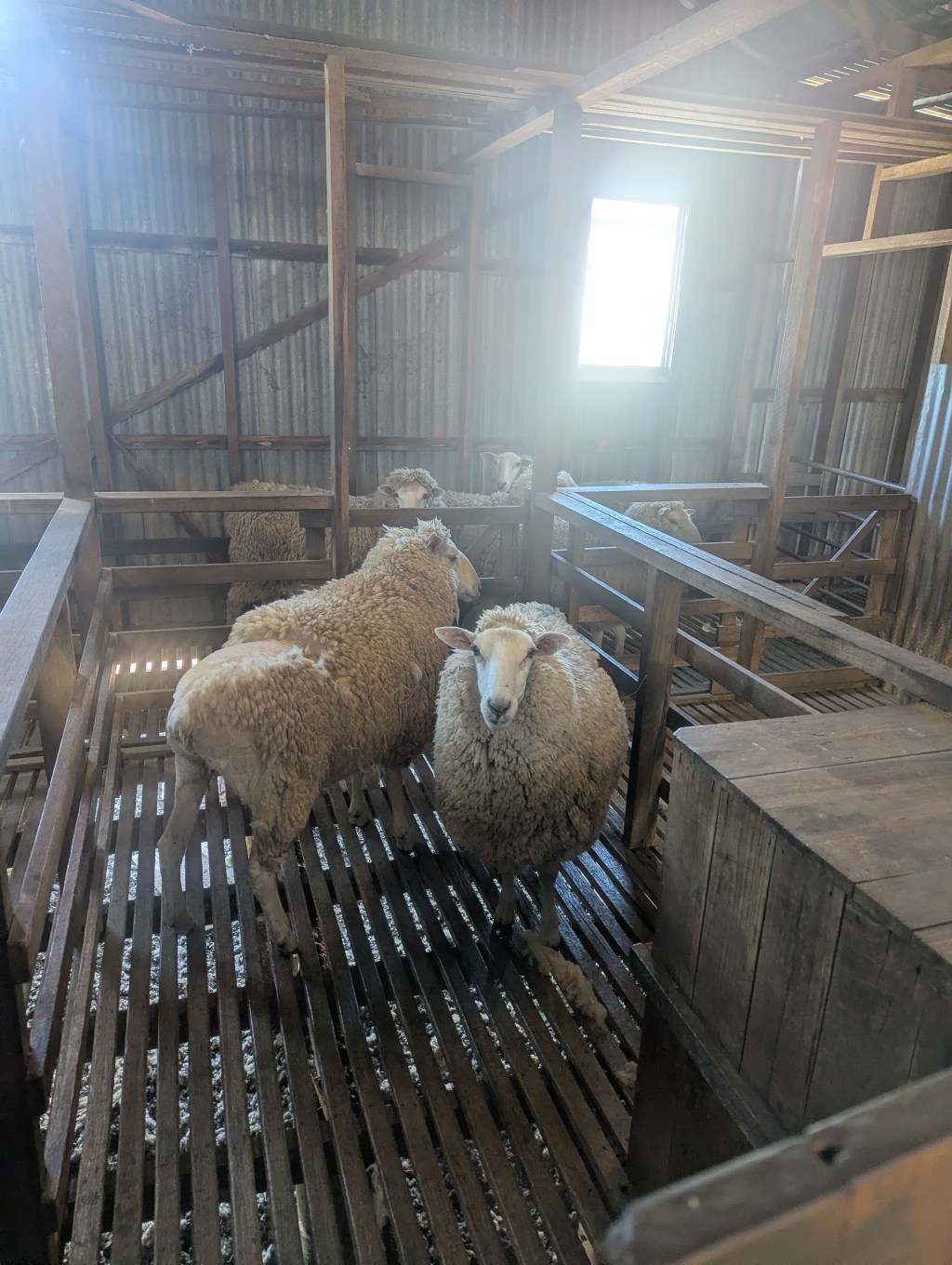 Experiencing Shearing: A Journey Through Tradition and Skill